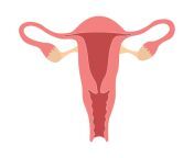 uterus anatomy 1254419611 3c6c1d374f9f49f4b0cd81a7b6a68bbb.jpg from vejaina photo