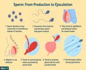 azoospermia overview 4178823 5c5db5ffc9e77c00010a486a.png from sperm coming out from