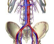 the blood supply of the pelvis 87376790 7b216233f31e4d5da3959a64e17e6a34.jpg from ertrey