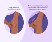 vwfam illustration how to hand express breast milk mira norian final 03 d12a4e2a7be14a638e0cd2e6f3720b83.jpg from how to express breast milk by hand