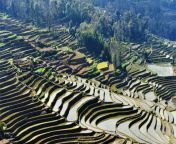 bada rice terraces in yuanyang county honghe 13 788x396.jpg from bada land china