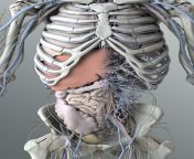 solid 3d male organs 02.jpg from 3d anatomy