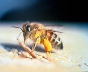 africanized bee 1920x1298.jpg from bakunzaleone nuad ba bees b