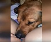 xvideos animal dog licks womans big pussy.jpg from dogs lick pussy