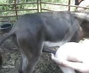 gay man having sex with a donkey outdoors.jpg from gay donke sex