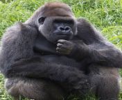 gorilla mbeli za 8063.jpg from gorillas and