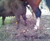 cavalo fodendo com forca porca grande.jpg from cavalo cruzando porca porn vídeo