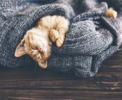 bigstock cute little ginger kitten is s 102929387.jpg from do you want to sleep with this naked in this nsfw tiktok