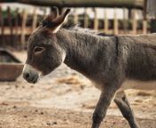1614769546615 some indians are buying donkey meat to boost their sex drive 1 jpegcrop0 6923297080709788xw1xhcentercenter from indian sex donke