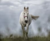 nature animal pasture horse mammal stallion mane horses animals mare white horse horse like mammal mustang horse 1053713.jpg from 🐴horse giearch sex hum