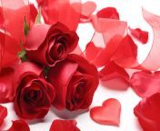 roses heart love symbol romance valentine red celebration day floral petals blossoms romantic 1371799.jpg from rose love