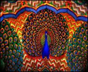 peacock.jpg from indian and anima