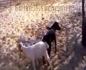 408 goat animal.jpg from لڑکی جانور سکس ویڈیو