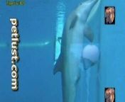 professionals diver films how dolphin swims in the huge pool.jpg from dolphin fuck porn