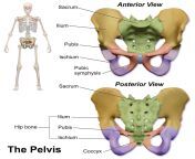 pubic symphysis.jpg from pubis