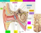 ear anatomy.jpg from myaear