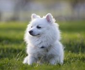 german dog breeds american eskimo 1676594291 jpgcrop1 00xw0 688xh00 184xhresize980 from onle dogs garls xxxww sssxxxcomww মাহিয়া মাহি xxx sex