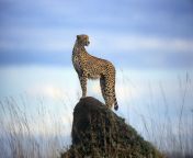 cheetah on a termite mound high res stock photography 1574865776 jpgresize640 from kannada tik tok latest super hit tik tok videos collection