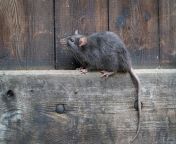 wild norway rat holger kirk shuterstock.jpg from pa rat
