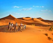 visit kuwait arabian desert camel sunny hot tour persian gulf.jpg from kuwait 🇰🇼