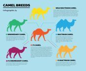 camel breeds 53c79e1624694.jpg from camel name hot