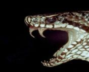 be672f5ded8024a2ac52ea59753462a7 viper snakes.jpg from www xxx snakes