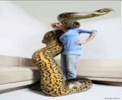 d9151a92d267c36577f5d141bc7be0d7.jpg from snake hug human