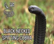maxresdefault.jpg from black cobra big