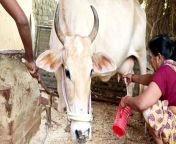 maxresdefault.jpg from indian milking