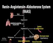 maxresdefault.jpg from regulation of aldosterone by ros ang ii angiotensin ii hf high fat ho heme q320