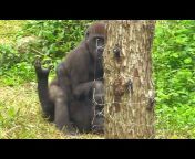 sddefault.jpg from katrina kaif gorilla