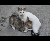 hqdefault.jpg from breastfeeding cat petsex com siterip