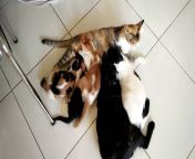 maxresdefault.jpg from breastfeeding cat petsex com siterip