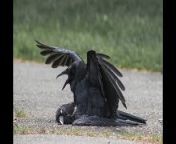 mqdefault.jpg from crows sex