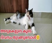 maxresdefault.jpg from malayalam black cat
