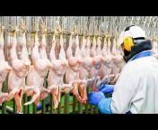 hqdefault.jpg from dolcett meat processing plant pornx aa