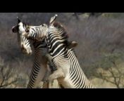 hqdefault.jpg from whoman vs zebra sex com