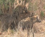 maxresdefault.jpg from hyena mating se