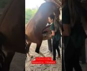 hqdefault.jpg from video kuda sama orang sexnmalayalam prone videose xxx