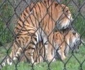 maxresdefault.jpg from www sex with tiger