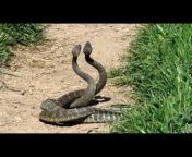 hqdefault.jpg from snake kolkata sex pg xxx videoagma sex videos com xxx