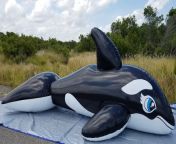 maxresdefault.jpg from inflatable 5m whale bounce