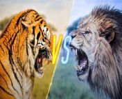 maxresdefault.jpg from vs lion