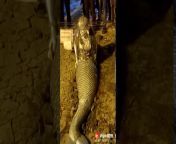 maxresdefault.jpg from real jalpari fish video eranatrina kaif