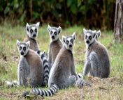 madagascar lemurs 16x9 jpgw1200 from madagasc