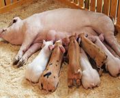 pig babies feeding 3x2 jpgwp1w1084 125h721 875 from xxxp sex milk ap