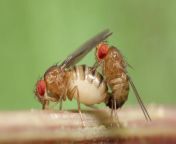 bugsex fruitflysex.jpg from insects xxxx