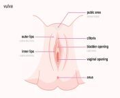 11919 vaginal self exam 1296x728 body 1296x728 jpgw1155h1528 from the vagina of