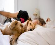 dog sleeping in bed with his human 1296x728 header jpgw1155h1528 from womenanddogsex com