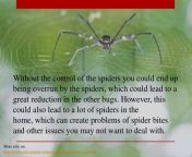 why spider control is important 6 1024 jpgcb1397522660 from spider controls our life for 24 650k views months ago